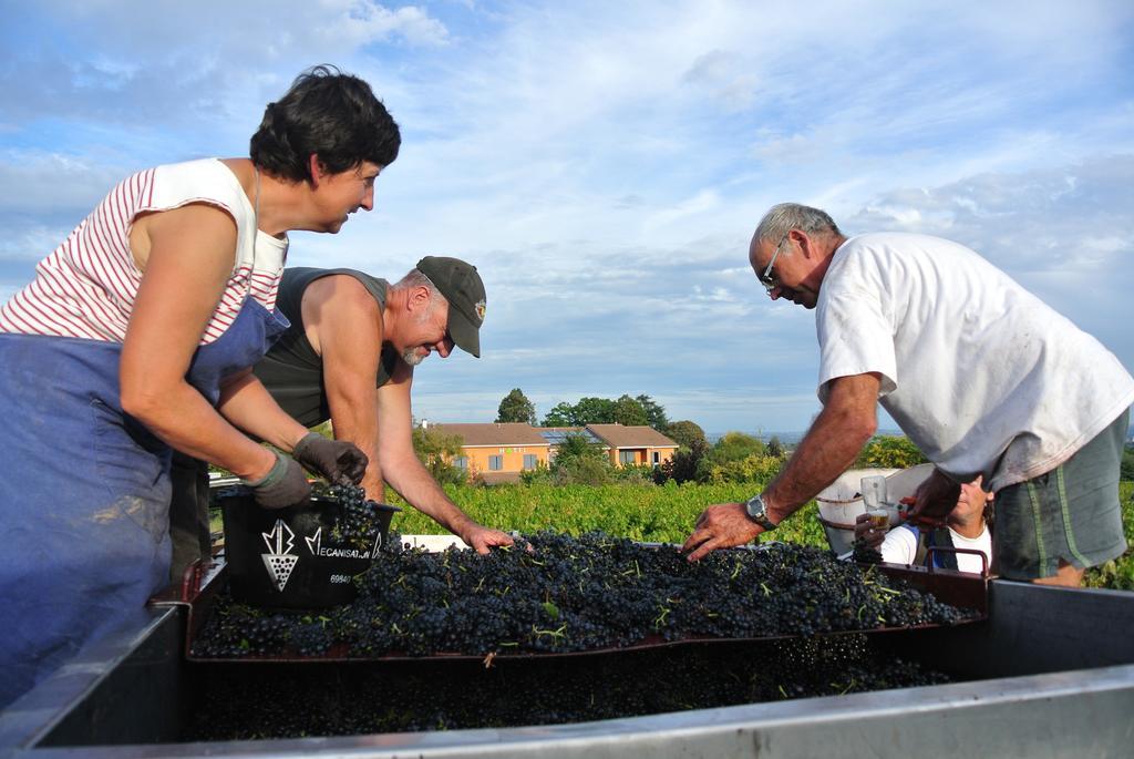 Hotel Des Vignes Juliénas エクステリア 写真